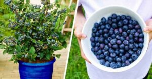 Comment planter des myrtilles chez soi