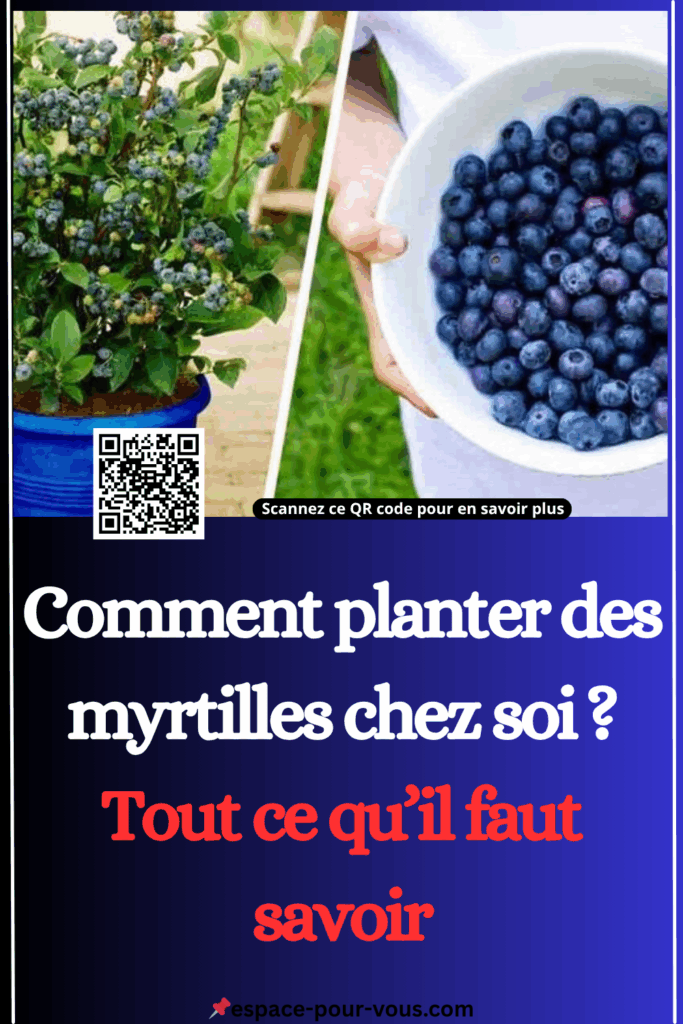 Comment planter des myrtilles chez soi