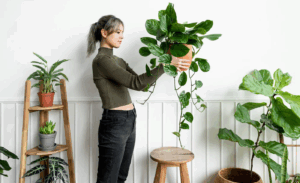 6 Plantes d’Intérieur
