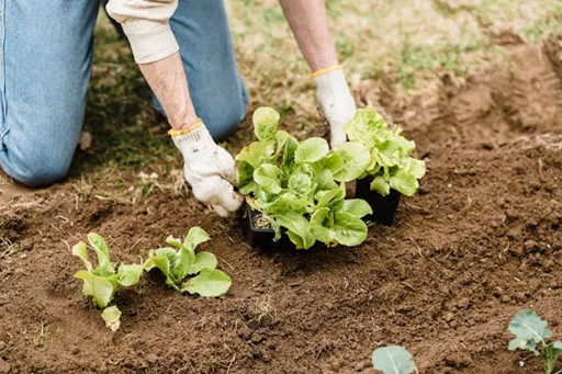 🌱 Potager en août