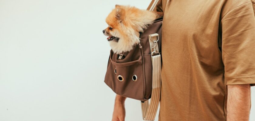 Comment porter votre chien