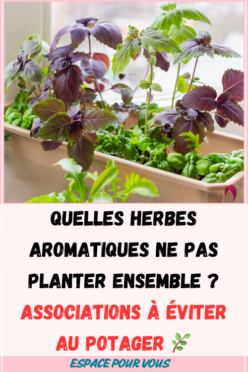 Associations plantes