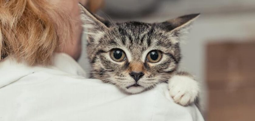 Comportements à éviter pour le bien-être émotionnel de votre chat
