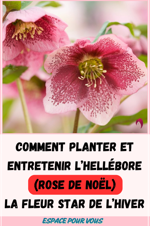 Hellébore (Rose de Noël)
