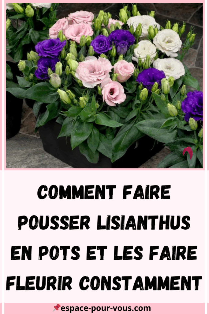 Lisianthus en pots