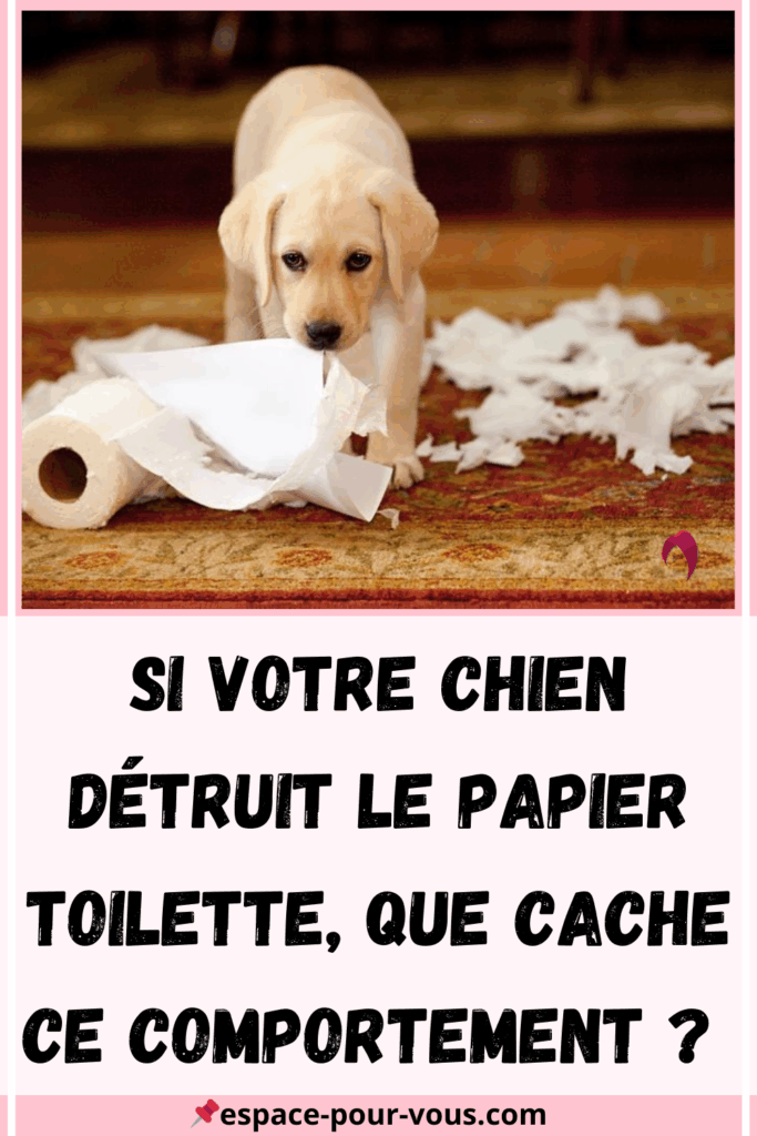 Mon chien détruit le papier toilette