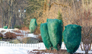 protections hivernales plantes