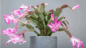 Entretenir son Cactus de Noël