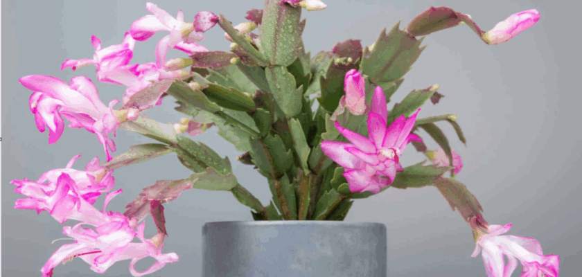 Entretenir son Cactus de Noël
