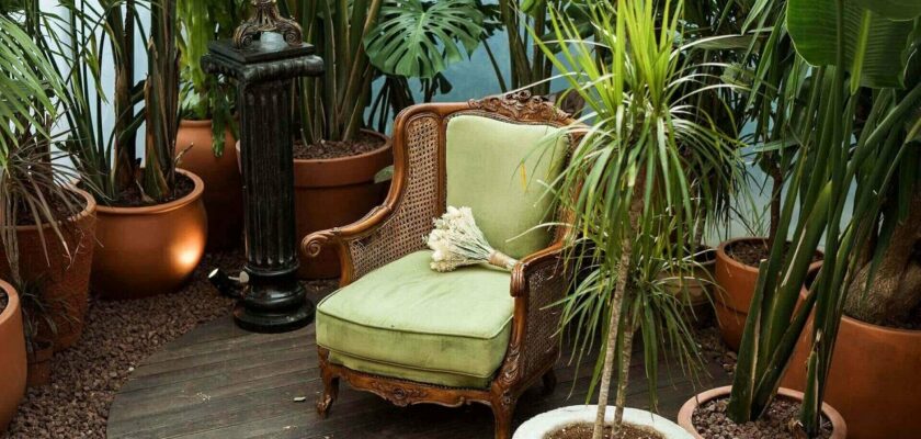 🌿 5 plantes qui créent une atmosphère plus cosy et “chaude” à la maison