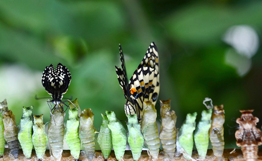 Pas de chenilles = pas de papillons