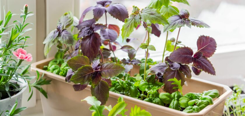 Associations plantes