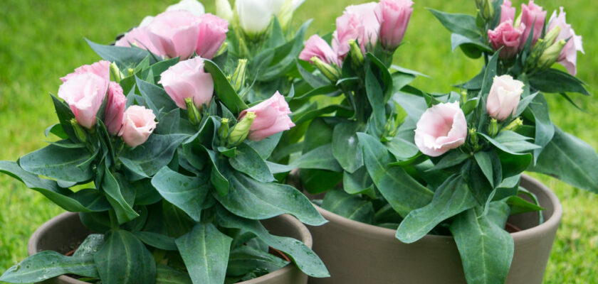 Lisianthus en pots