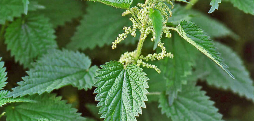 🌿 Les orties