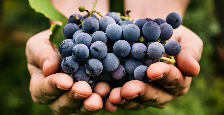 Bienfaits du Raisin