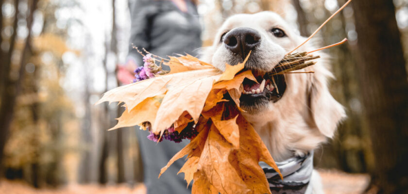 7 Animaux et Insectes Qui Changent Tout à l’Automne