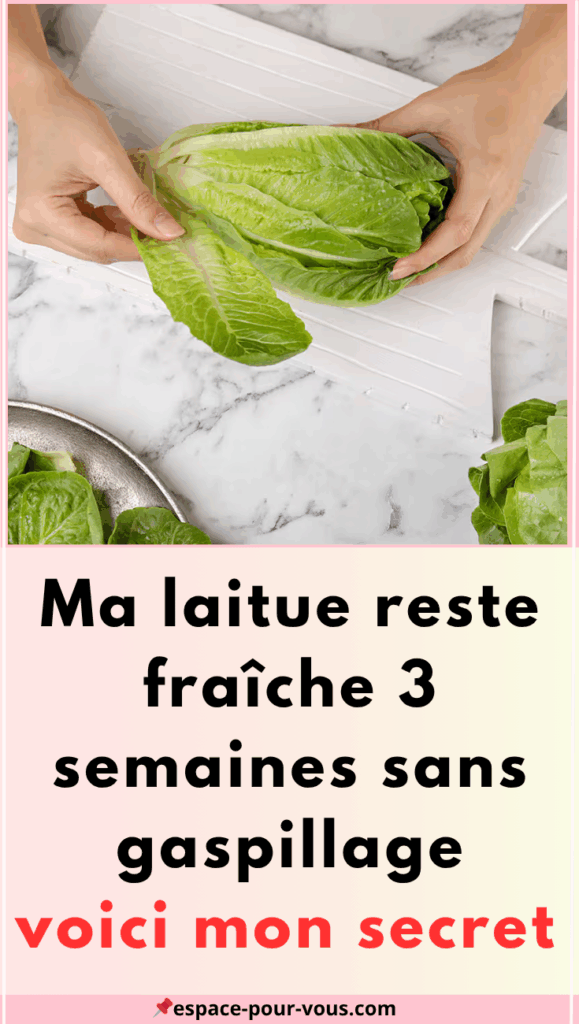 Laitue qui Dure des Semaines