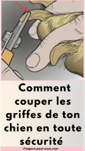 Couper les griffes de ton chien