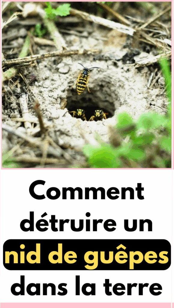 nid de guepes de terre