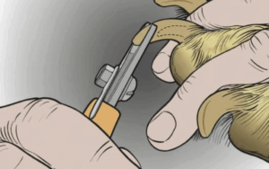 Couper les griffes de ton chien