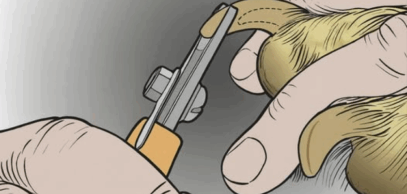 Couper les griffes de ton chien