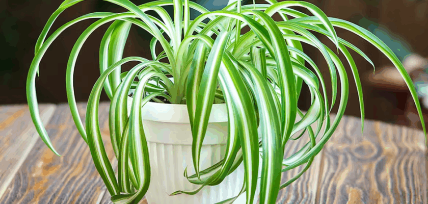 Le chlorophytum,