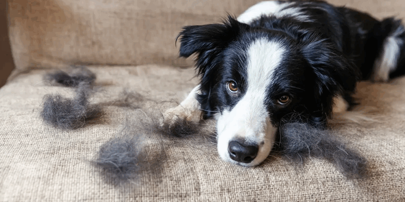 Adopter un chien sans galérer avec les poils