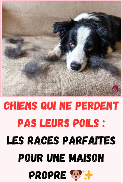 Adopter un chien sans galérer avec les poils