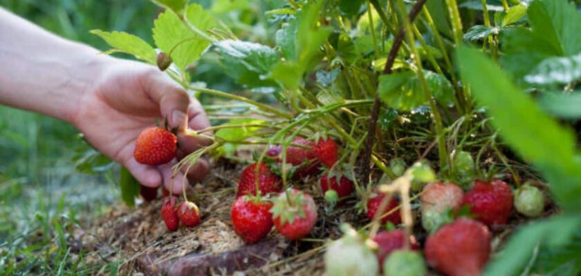 entretenir les fraisiers en automne