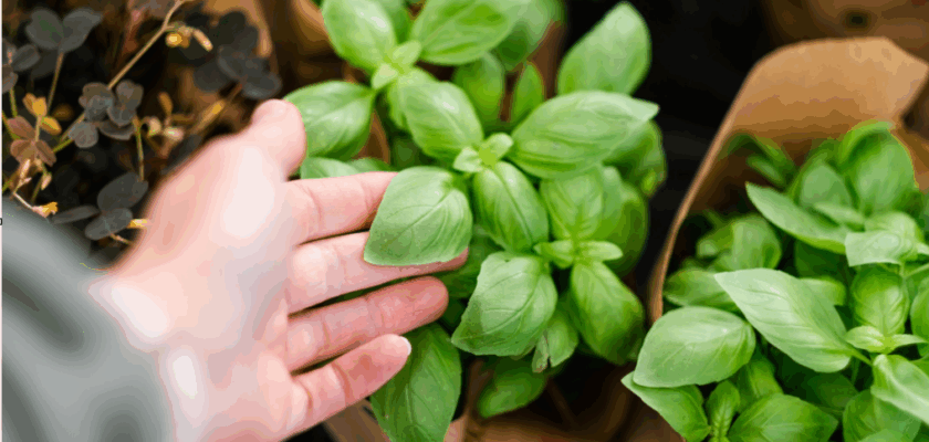 entretenir et multiplier votre basilic en pot