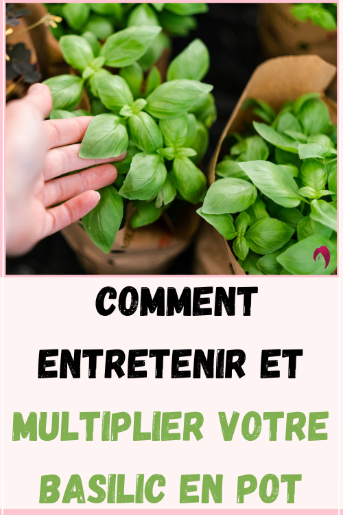 entretenir et multiplier votre basilic en pot