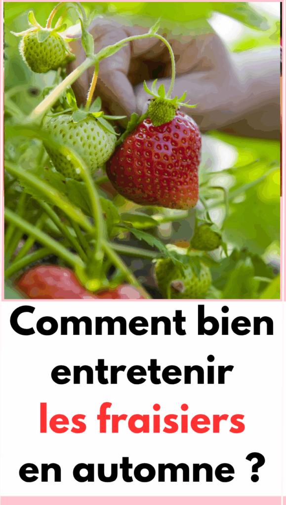 entretenir les fraisiers en automne 