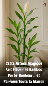 le bambou porte-bonheur