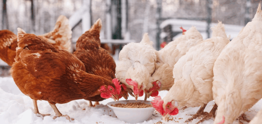 Froid dans le poulailler