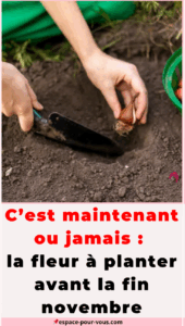 la fleur à planter avant la fin novembre