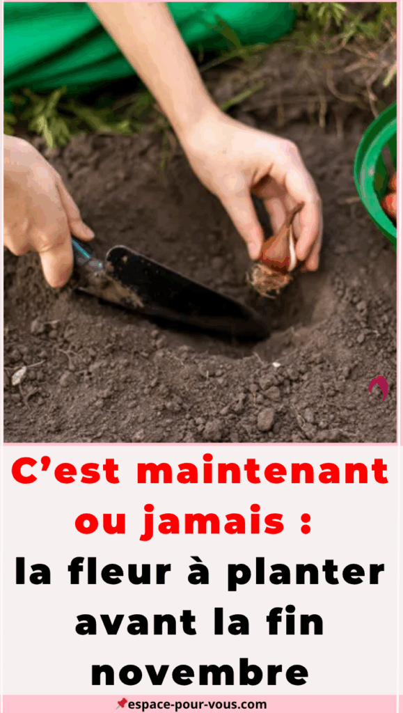 la fleur à planter avant la fin novembre