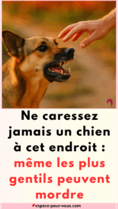 Ne caressez jamais un chien à cet endroit : même les plus gentils peuvent mordre