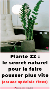 Plante ZZ