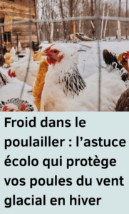 Froid dans le poulailler
