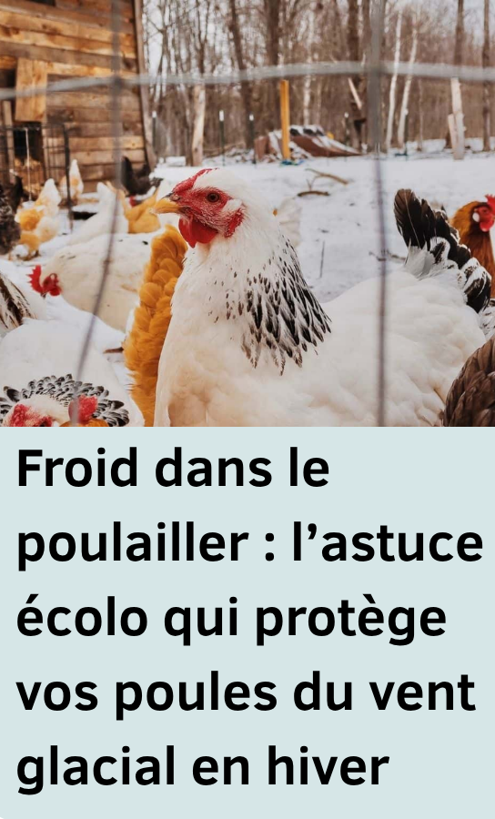 Froid dans le poulailler