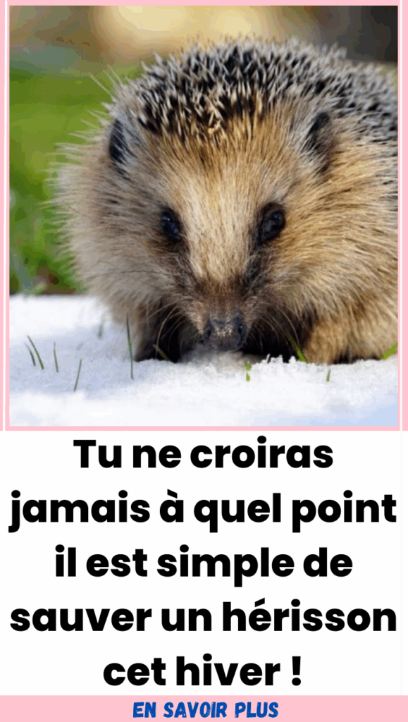 Protéger le hérisson durant l’hiver