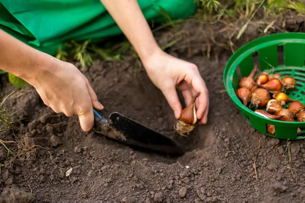 la fleur à planter avant la fin novembre