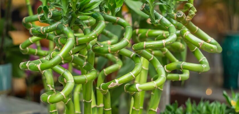 le bambou porte-bonheur