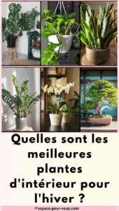 plantes d'intérieur pour l'hiver