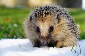 Protéger le hérisson durant l’hiver
