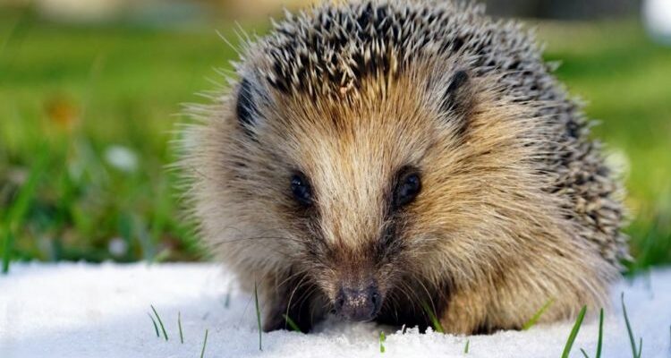 Protéger le hérisson durant l’hiver