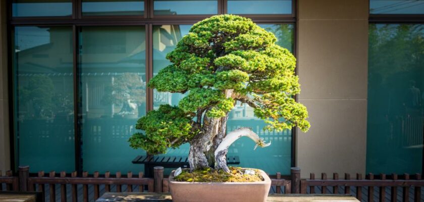 plantes d'intérieur pour l'hiver