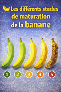 stades de maturation de la banane