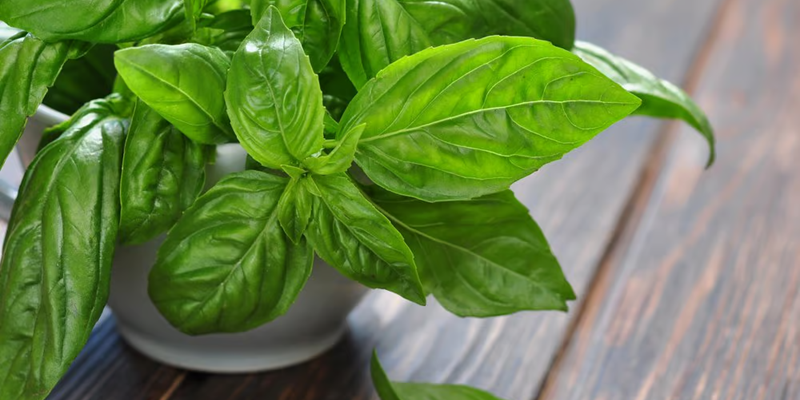 conserver votre basilic frais