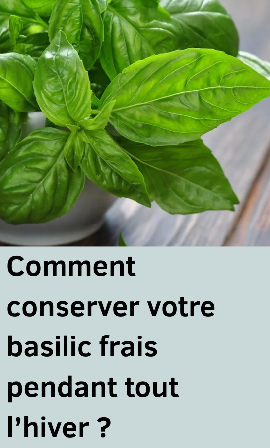 conserver votre basilic frais